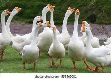 White Geese In Thailand