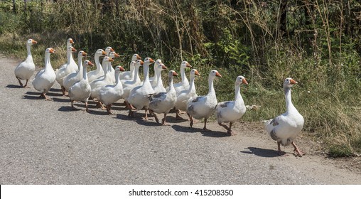 White Geese Walking In A Row