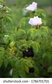 White Gentle Flowers And Black Dog Rose Fruits On Green Bush. Concept Of Life And Death, Youth And Aging.