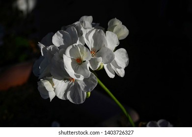 White Geranium Blooming Against A Dark Background With Stark Lighting