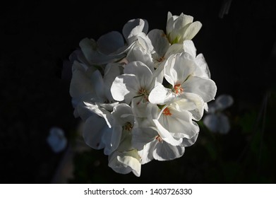 White Geranium Blooming Against A Dark Background With Stark Lighting