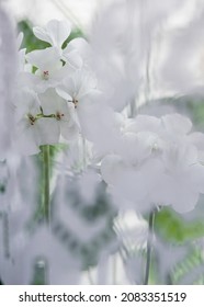 White Geranium Or Pelargonium. Indoor Plant That Can Be Grown At Home And In The Garden.