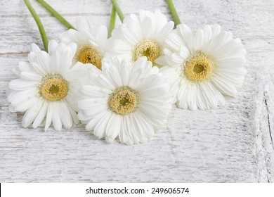 White gerbera daisies wooden