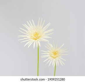 flores de gerbera blanca de fondo Foto de stock 1909251280 | Shutterstock