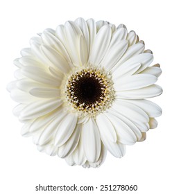 White Gerbera Isolated 