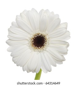 The White Gerbera On White