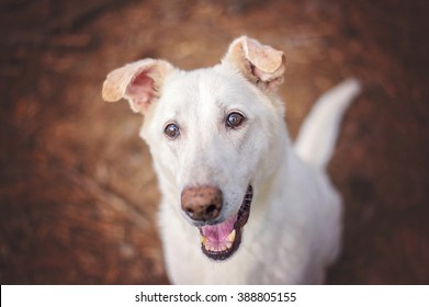 White German Shepherd Collie Mix