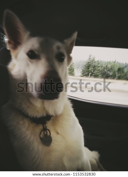 White German\
Shepherd dog traveling inside a\
car