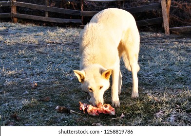 White German Shepherd Eating Deer Meat Stock Photo 1258819786