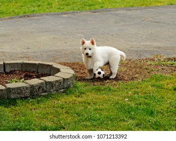 White German Shepherd Puppy Soft Fluffy Stock Photo Edit Now 1071213392