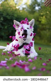 White German Shepherd Rose Pedals