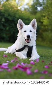 White German Shepherd Rose Pedals