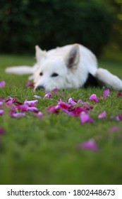 White German Shepherd Rose Pedals