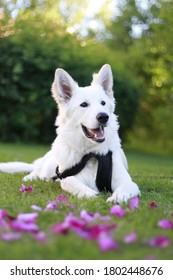 White German Shepherd Rose Pedals