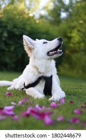 White German Shepherd Rose Pedals