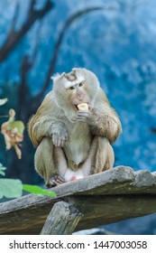White Gibbon Eating A Banana