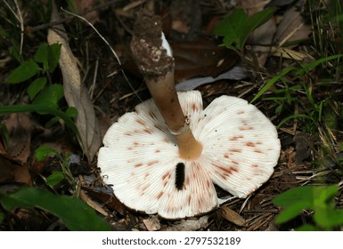 White gills and stem on the underside of the cap of a large Gandake (Amanita rubescens) mushroom (Fungus, Mycology ecology macro photo. Japan)