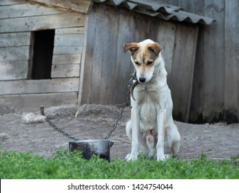 White And Ginger Big Thin Chained Dog Sitting Outside Near Dog House And Looking Down. Bowl Is Next To The Dog On The Grass. Concept Of A Sad And Lonely Animal