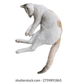 White and ginger cat lying down in a twisted, upside-down pose, looking at the camera. Isolated on a white background.
