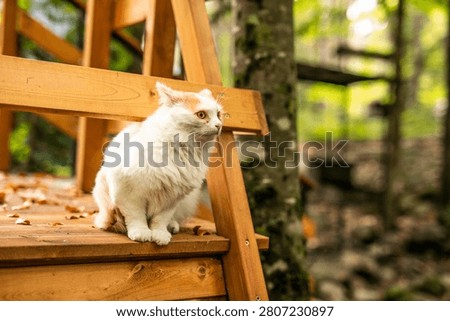 White and ginger cat resting on wooden terrace with autumn leaves.
