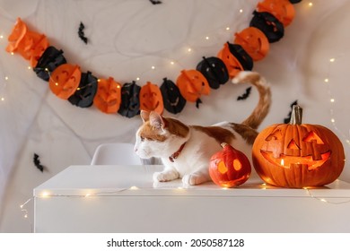 White Ginger Cat Sits On Table Next To Pumpkin Lanterns Against The Backdrop Of Halloween Decorations. On Isolated Background Hanging An Orange Black Garland In Spider Web With Bats. Pet Party At Home