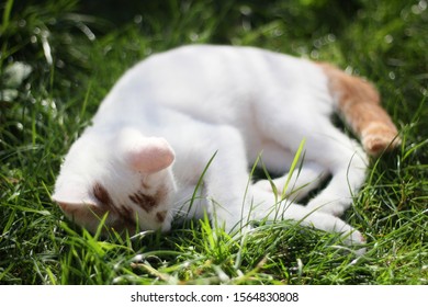 White and ginger cute kitten  - Shutterstock ID 1564830808