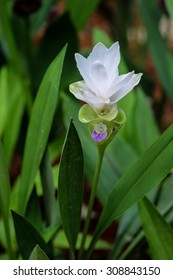 White Ginger Flower