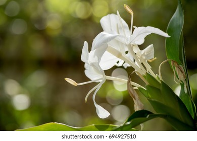 White Ginger Flower On Natural Bokeh Background.