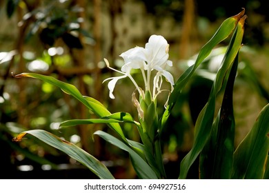 White Ginger Flower On Natural Bokeh Background.