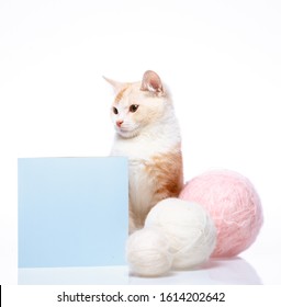 White Ginger Kitten Sits Near Sky Blue Balls Of Yarn And Sky Blue Tex Box