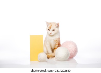 White Ginger Kitten Sits Near Balls Of Yarn And Yellow Tex Box