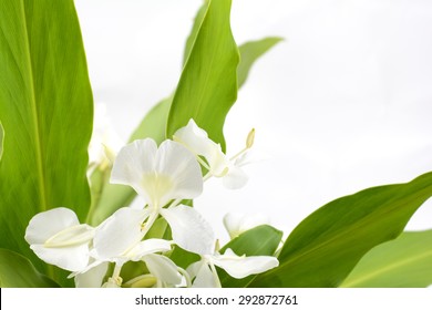 White Ginger Lily Flower In Front Of Gray Background