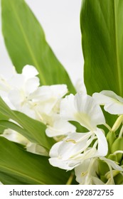 White Ginger Lily Flower In Vertical Composition