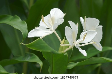 White ginger lily (Hedychium coronarium). Called White garland-lily also - Powered by Shutterstock