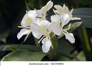 Ginger Lily Images Stock Photos Vectors Shutterstock