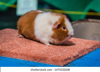 White And Ginger Teddybear Guinea Pig At 4H Display At County Fair