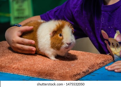 White And Ginger Teddybear Guinea Pig At 4H Display At County Fair