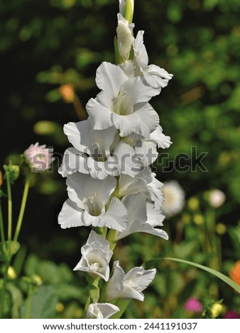 White Gladiolus nice flower on Flower garden. Another common name is Sword Lily flower. Scientific name is Gladiolus Palustris. white gladiolus in garden