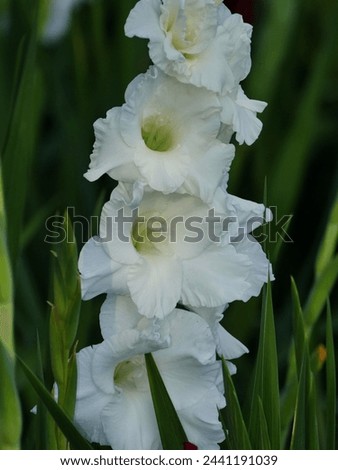 White Gladiolus nice flower on Flower garden. Another common name is Sword Lily flower. Scientific name is Gladiolus Palustris. white gladiolus in garden