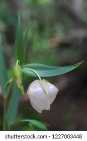 White Globe Lily