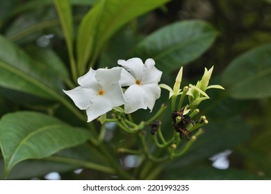 white glower with green leaf closeup - Shutterstock ID 2201993235