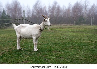 White Goat