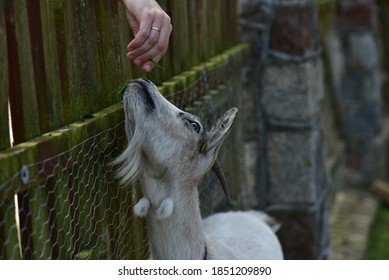 White Goat In An Agritourism Cottage.