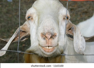 2,009 Goat teeth Images, Stock Photos & Vectors | Shutterstock