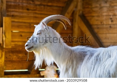 White goat in the barn. Domestic goats in the farm. Cute an angora wool goat. A goat in a barn at an eco farm located in the countryside.