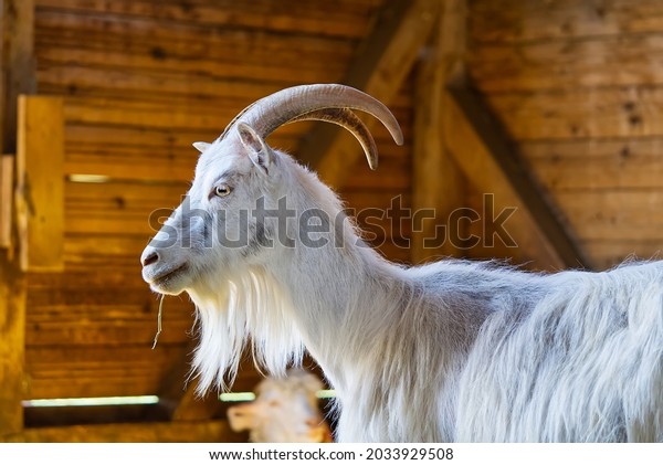 White goat in the barn. Domestic goats in\
the farm. Cute an angora wool goat. A goat in a barn at an eco farm\
located in the\
countryside.