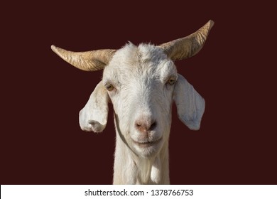 A white goat with beautiful big horns looks in close-up directly into the camera isolated with brown background