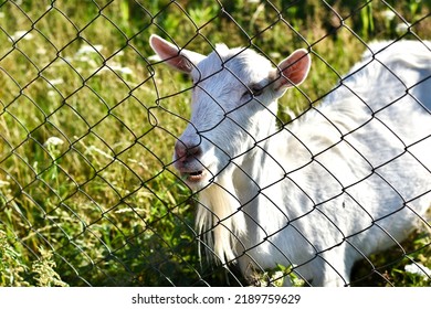 White goat behind the fence on a green grass background. Close-up