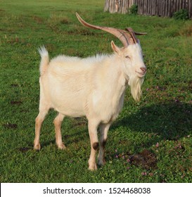 120,848 Domestic goat Images, Stock Photos & Vectors | Shutterstock