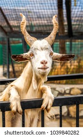 White Goat With Big Horns Portrait